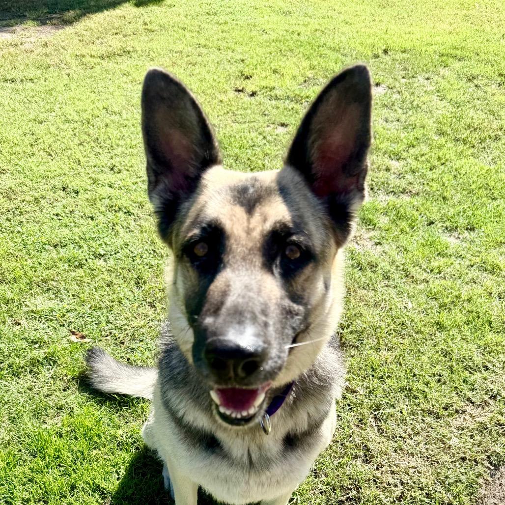 Enlarge Darleen, a Adoptable German Shepherd Dog in Fresno, CA image 6/6