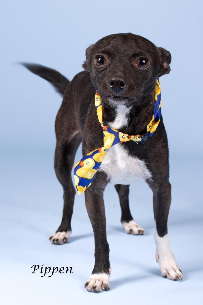Enlarge Pippen, a Adoptable mixed breed in Gilbert, AZ image 1/3