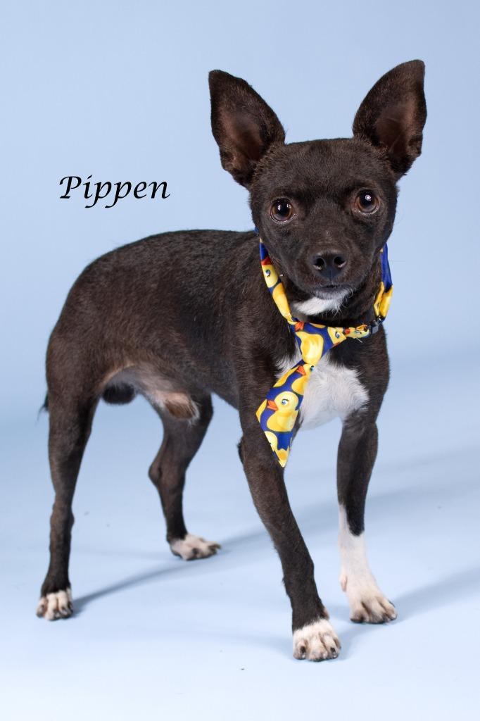 Enlarge Pippen, a Adoptable mixed breed in Gilbert, AZ image 2/3