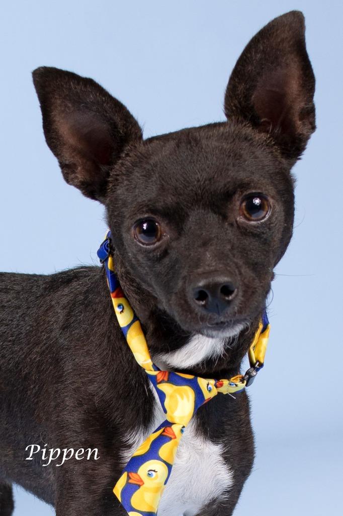 Enlarge Pippen, a Adoptable mixed breed in Gilbert, AZ image 3/3