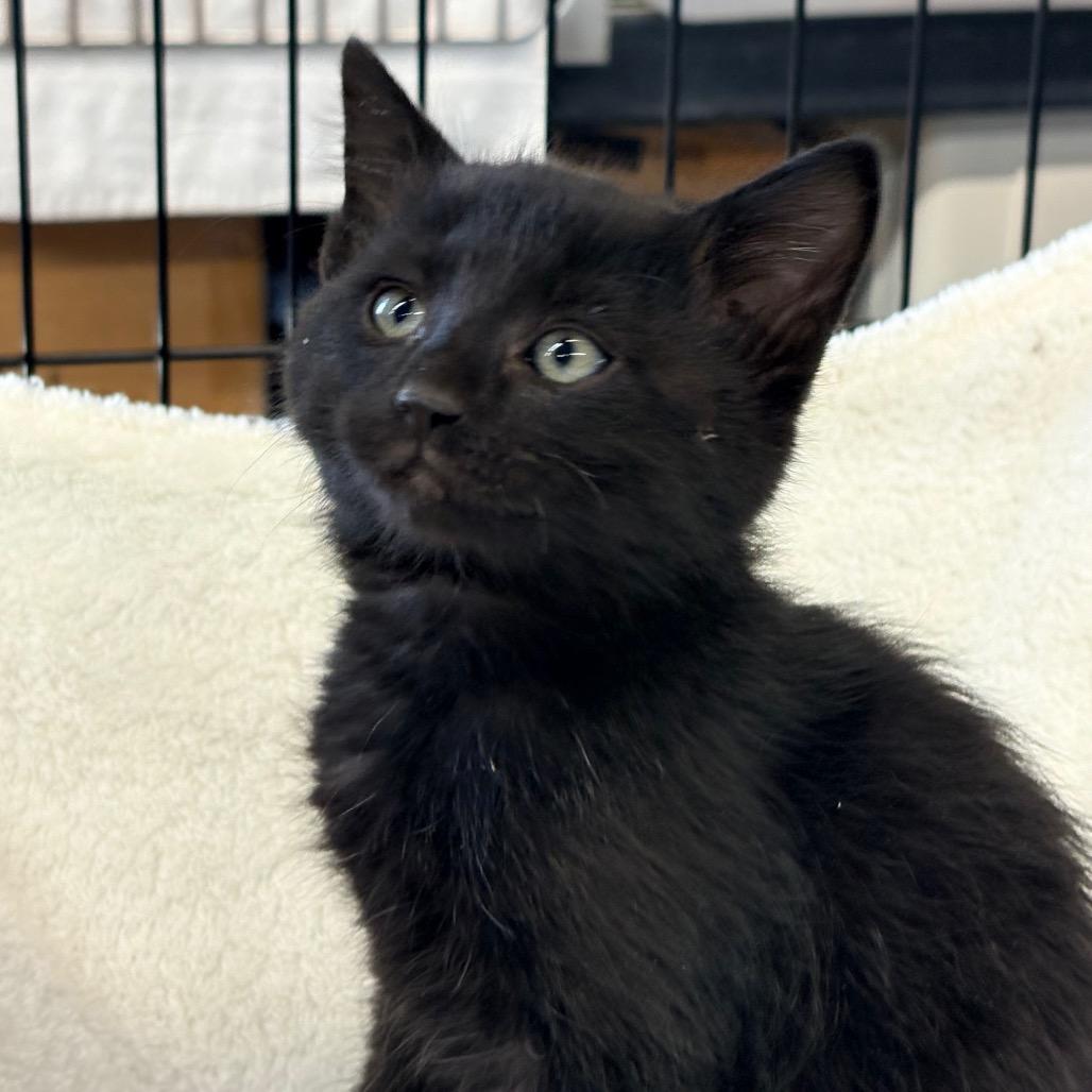 Colin, adopted, Young Male Domestic Short Hair.