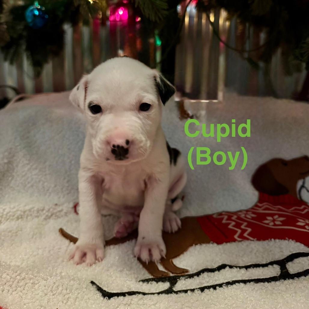 Enlarge Cupid, a Adoptable Pit Bull Terrier in West Plains, MO image 1/2