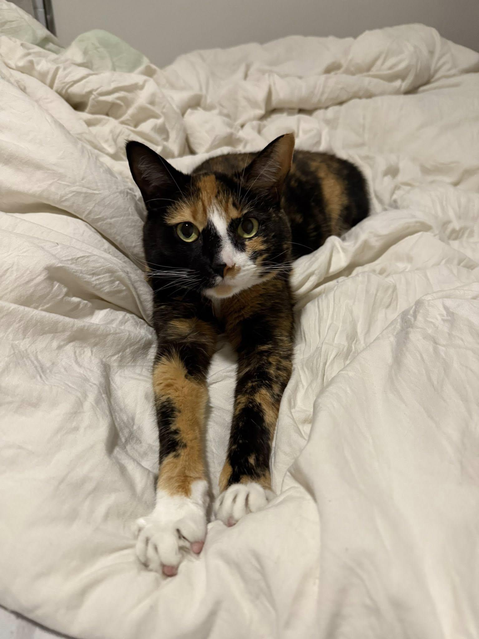 Enlarge Milky Way, a Adopted mixed breed in Wilmington, NC image 1/1