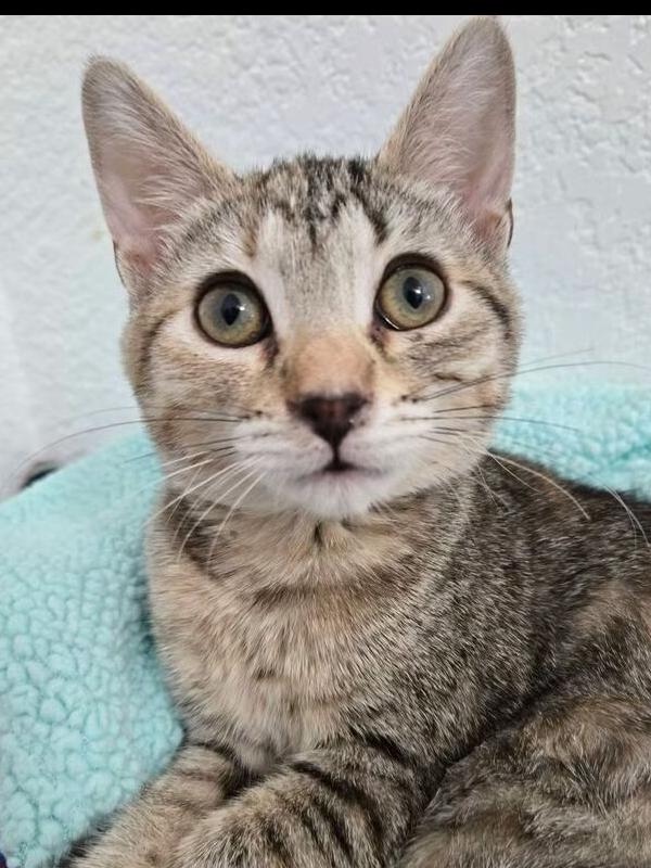 Waverly, Adoptable, Kitten Female Domestic Short Hair.