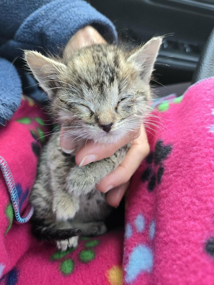 Enlarge Waverly, a Adoptable Domestic Short Hair in Salinas, CA image 2/4