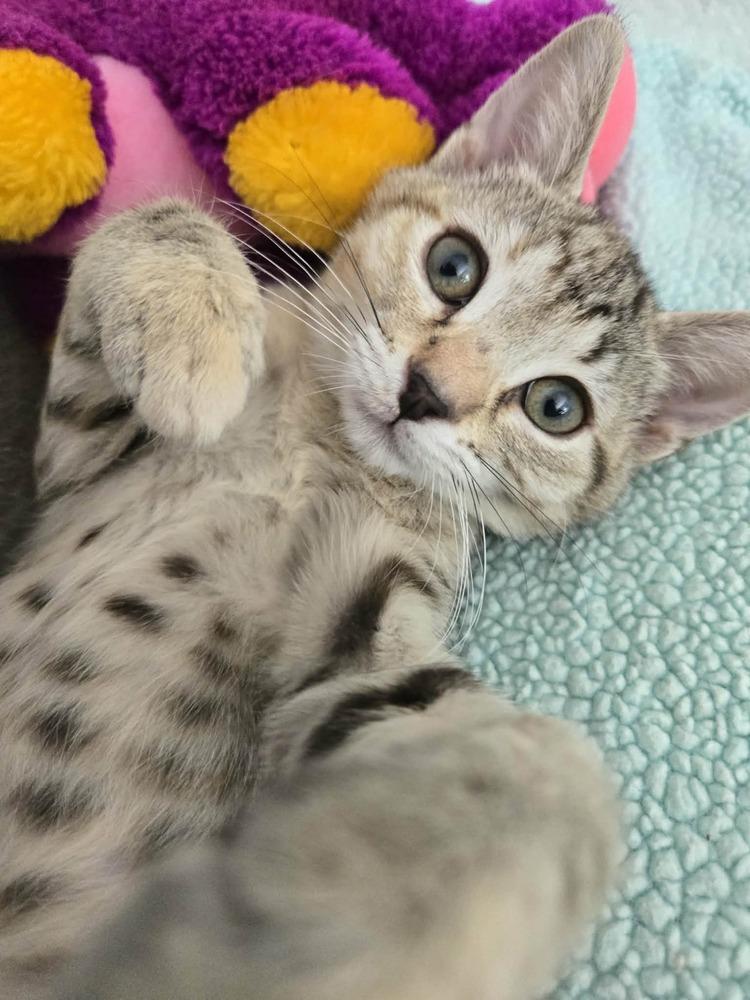 Enlarge Waverly, a Adoptable Domestic Short Hair in Salinas, CA image 3/4