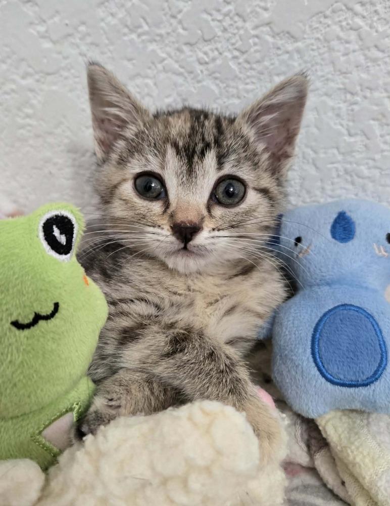 Enlarge Waverly, a Adoptable Domestic Short Hair in Salinas, CA image 4/4