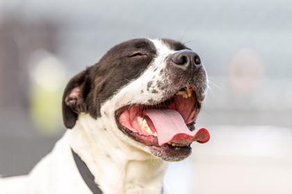 Thunder — thumbnail 3