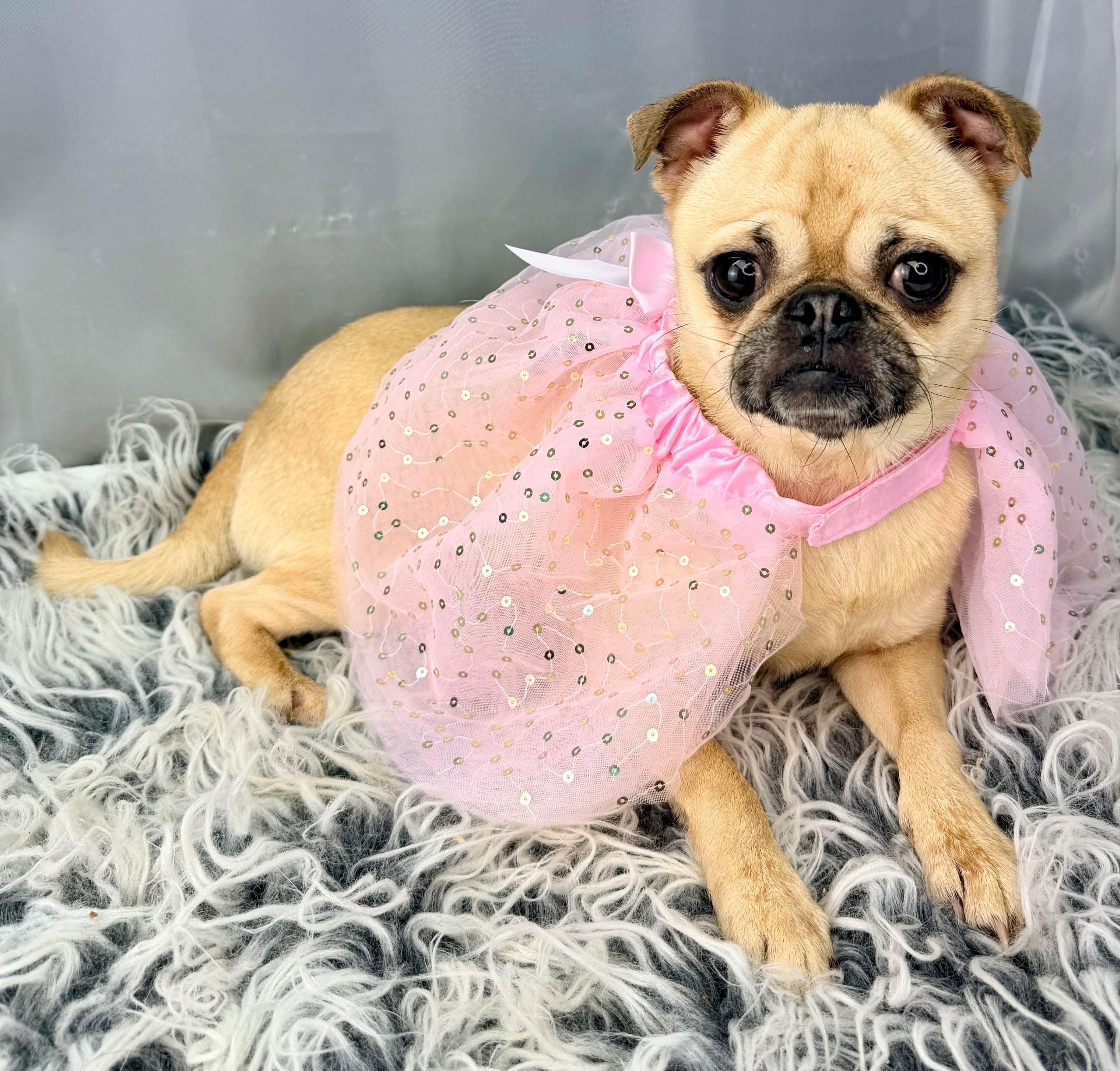 Daphne, adopted, Adult Female Pug.