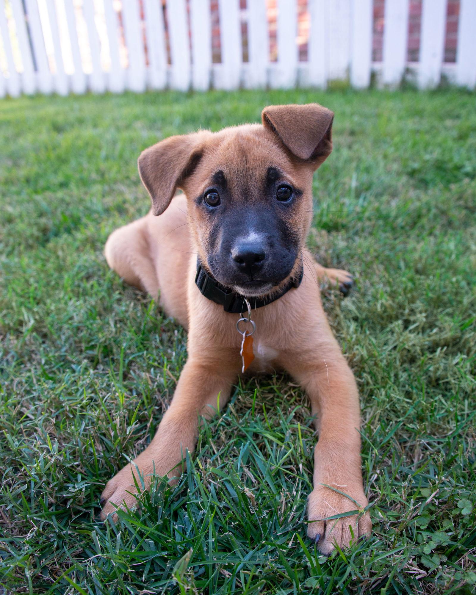 Enlarge Vista, a Adopted Shepherd in Sunnyvale, CA image 1/1