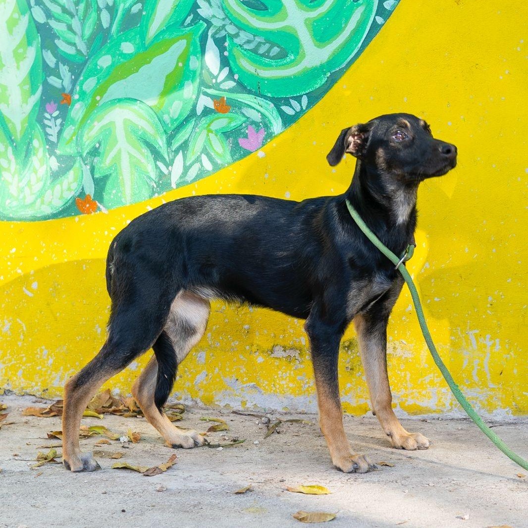 Enlarge Rosy, a ADOPTABLE mixed breed in New York, NY image 2/6