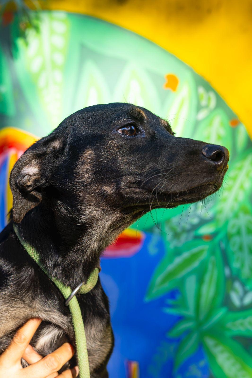 Enlarge Rosy, a ADOPTABLE mixed breed in New York, NY image 6/6