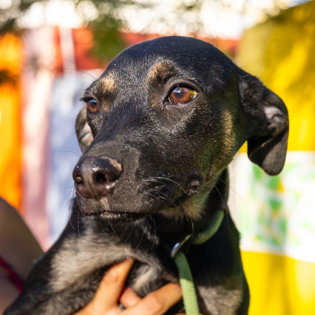 Rosy, ADOPTABLE, Puppy Female Whippet & Doberman Pinscher.