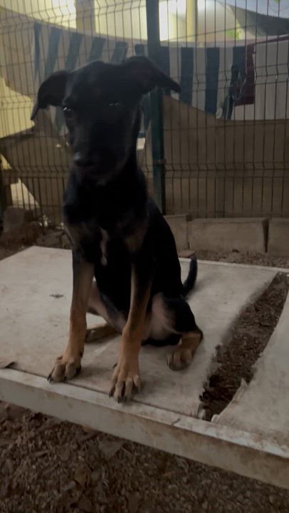 Enlarge Rosy, a ADOPTABLE mixed breed in New York, NY video 4/6