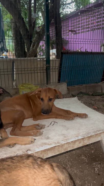 Enlarge Rosy, a ADOPTABLE mixed breed in New York, NY video 3/6