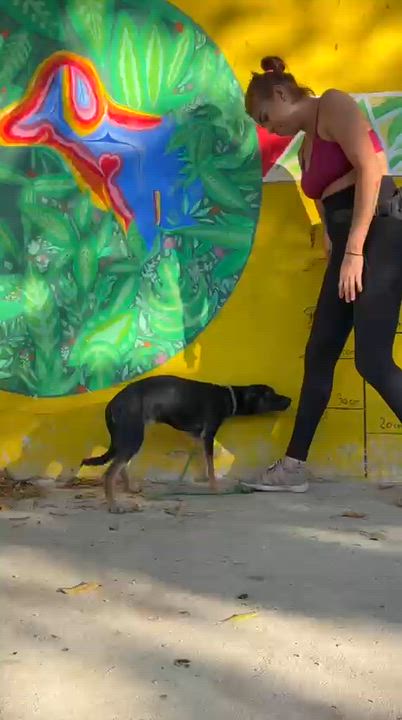 Enlarge Rosy, a ADOPTABLE mixed breed in New York, NY video 5/6