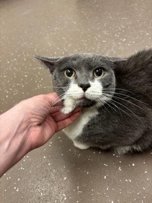 September, Adoptable, Adult Female Domestic Short Hair & Domestic Short Hair.