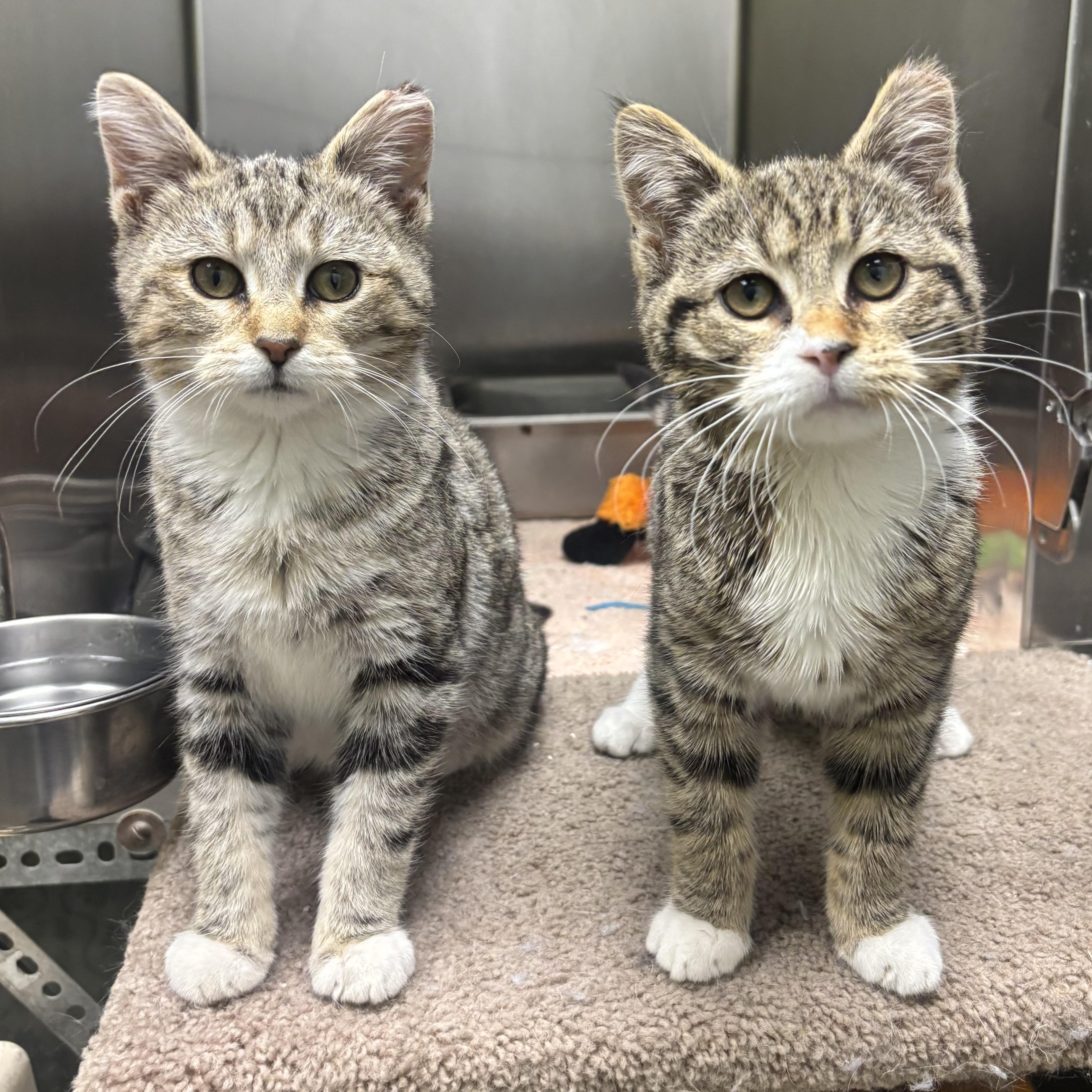 Shyla & Shayna, ADOPTABLE, Young Female Domestic Short Hair.