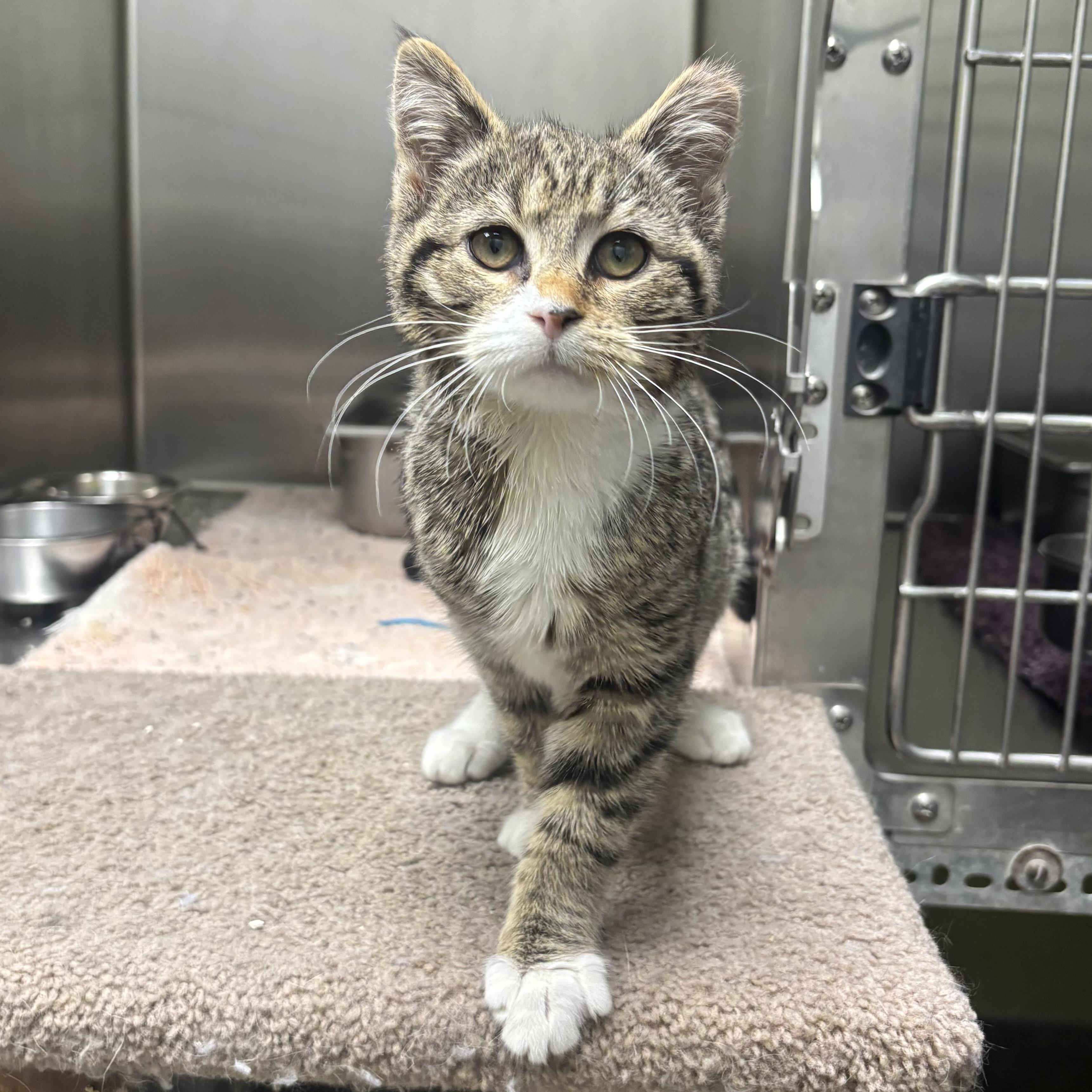 Enlarge Shyla & Shayna, a ADOPTABLE Domestic Short Hair in Waynesburg, PA image 3/5