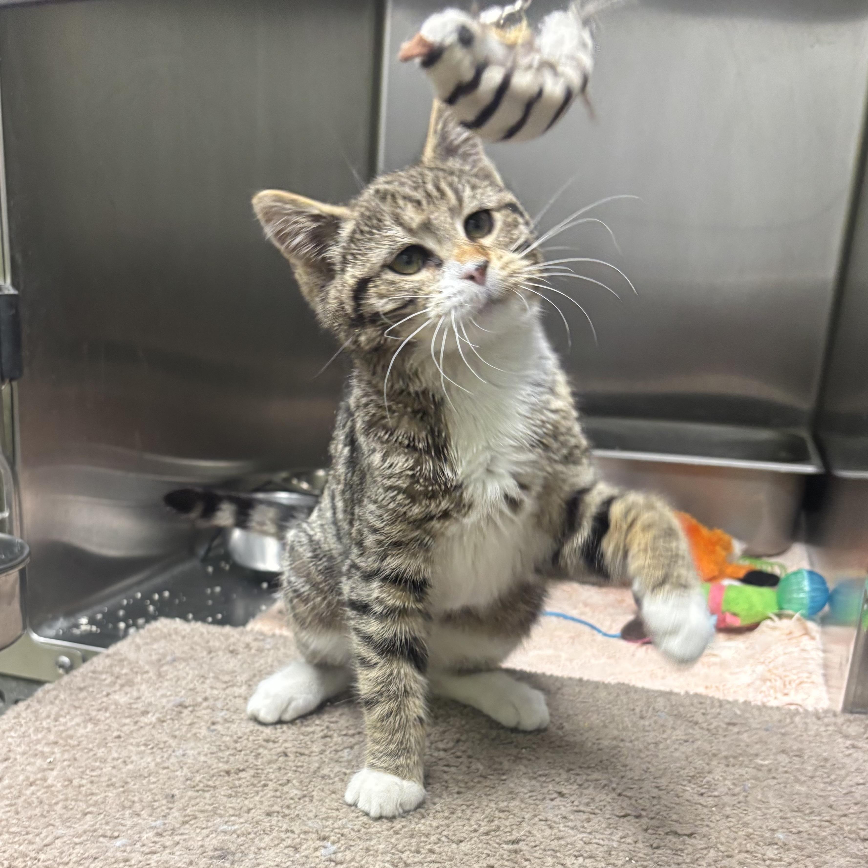 Enlarge Shyla & Shayna, a ADOPTABLE Domestic Short Hair in Waynesburg, PA image 2/5