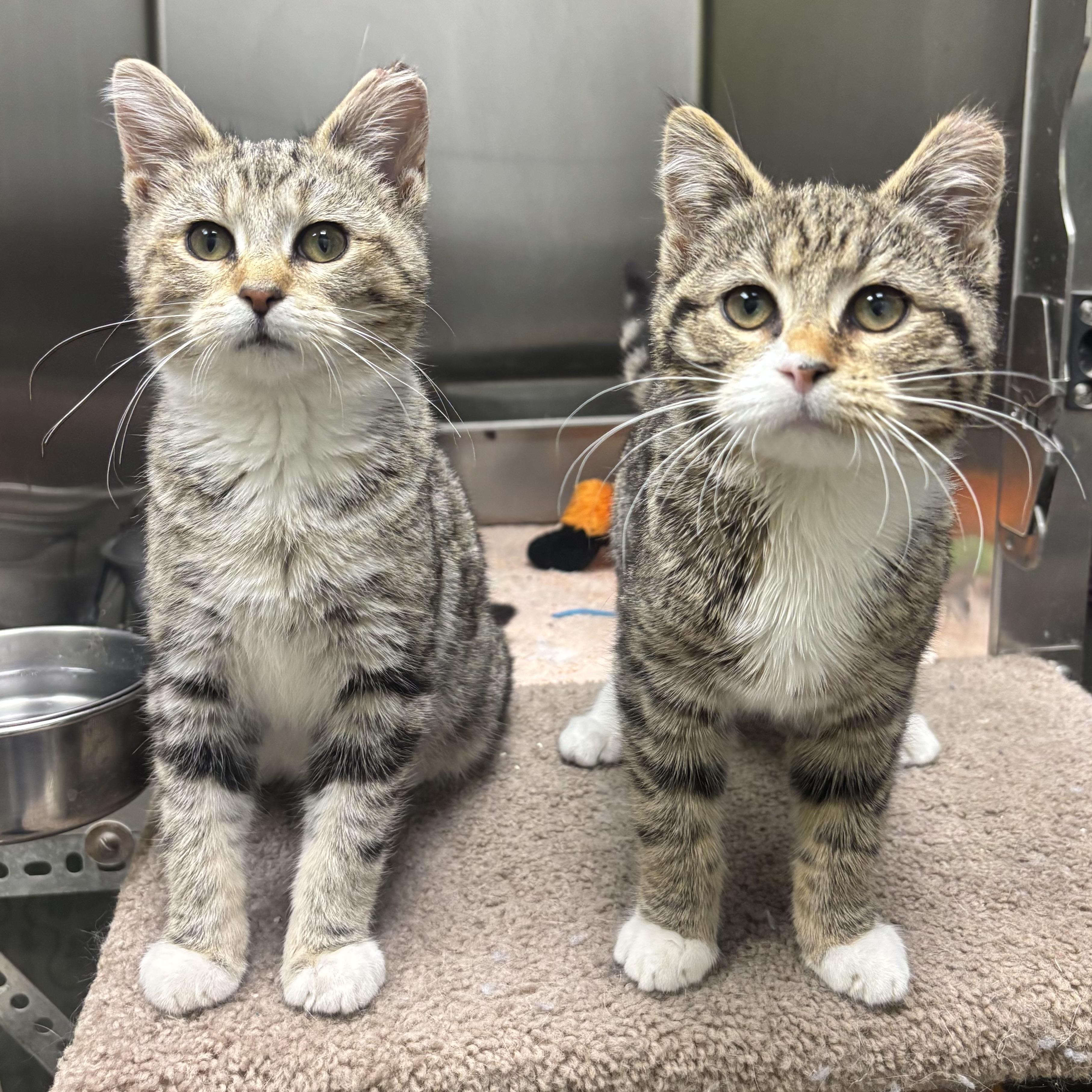 Enlarge Shyla & Shayna, a ADOPTABLE Domestic Short Hair in Waynesburg, PA image 5/5