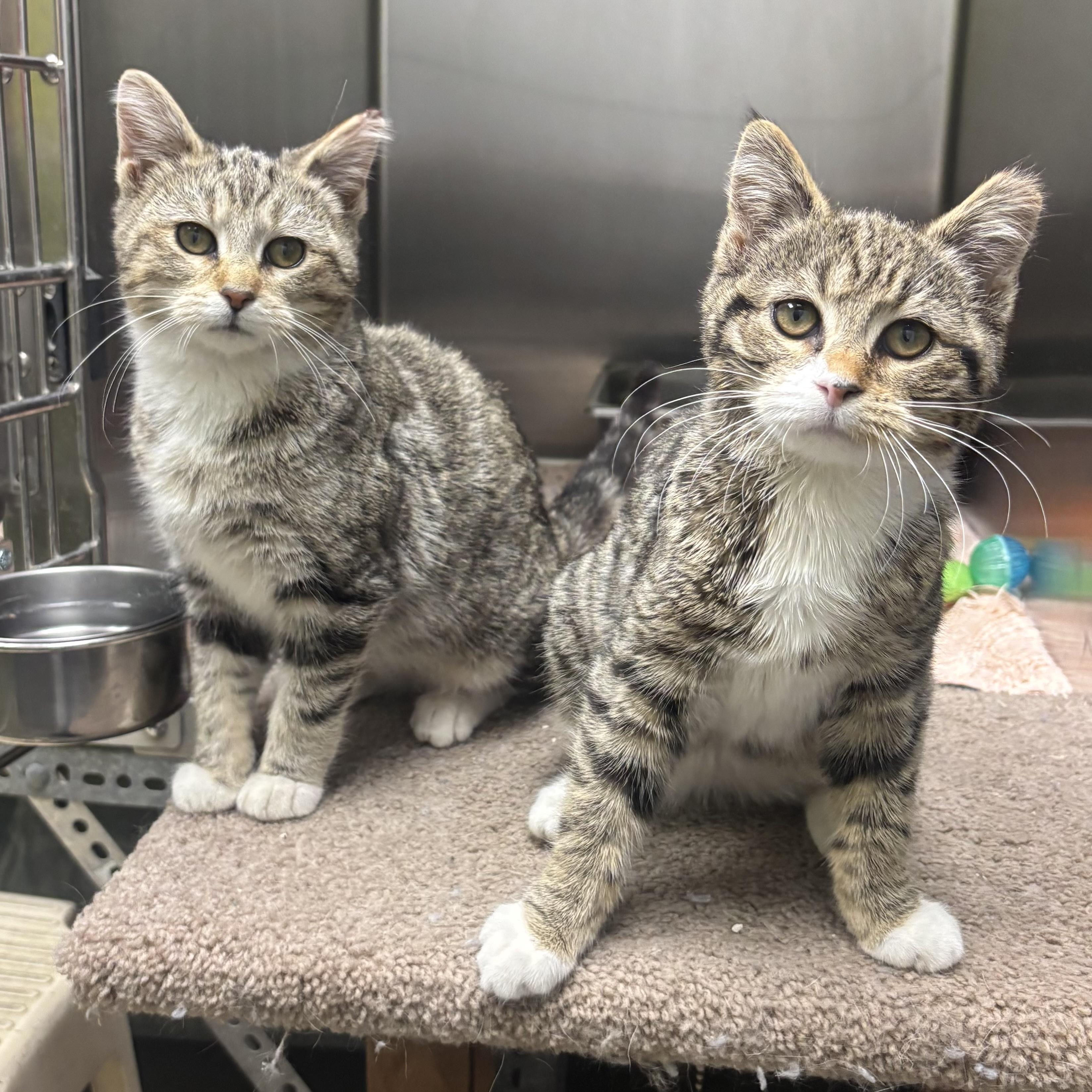 Enlarge Shyla & Shayna, a ADOPTABLE Domestic Short Hair in Waynesburg, PA image 4/5