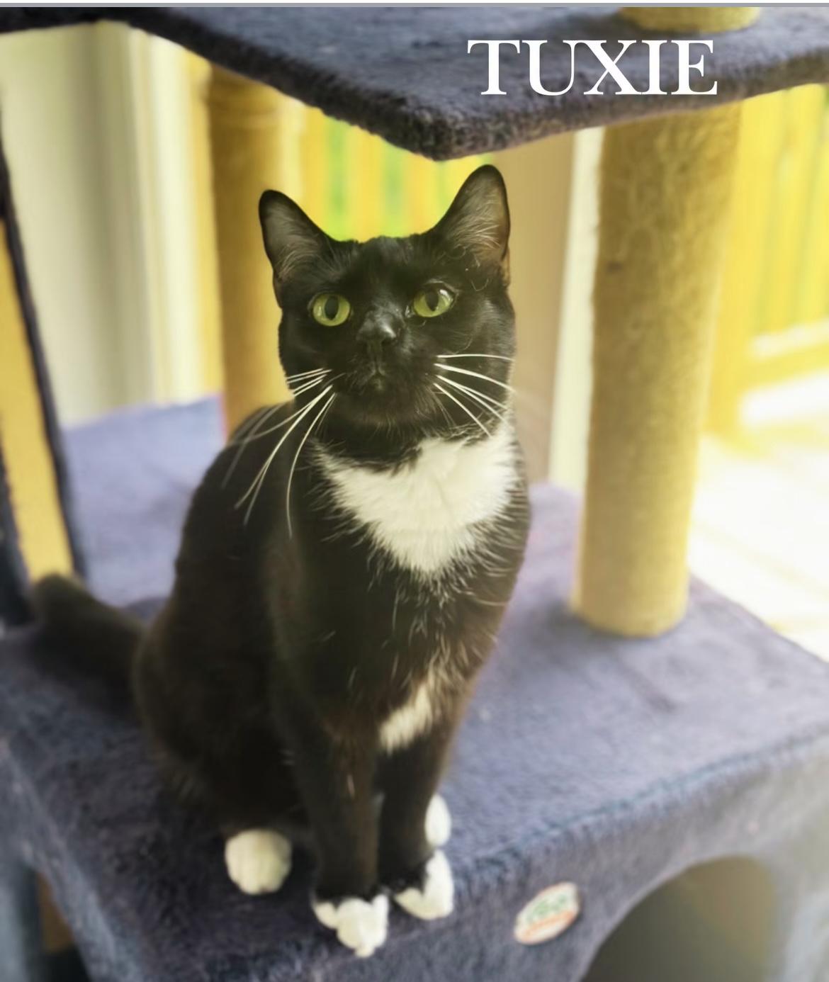 Enlarge Tuxie, a Adoptable Domestic Short Hair in Cincinnati , OH image 2/4