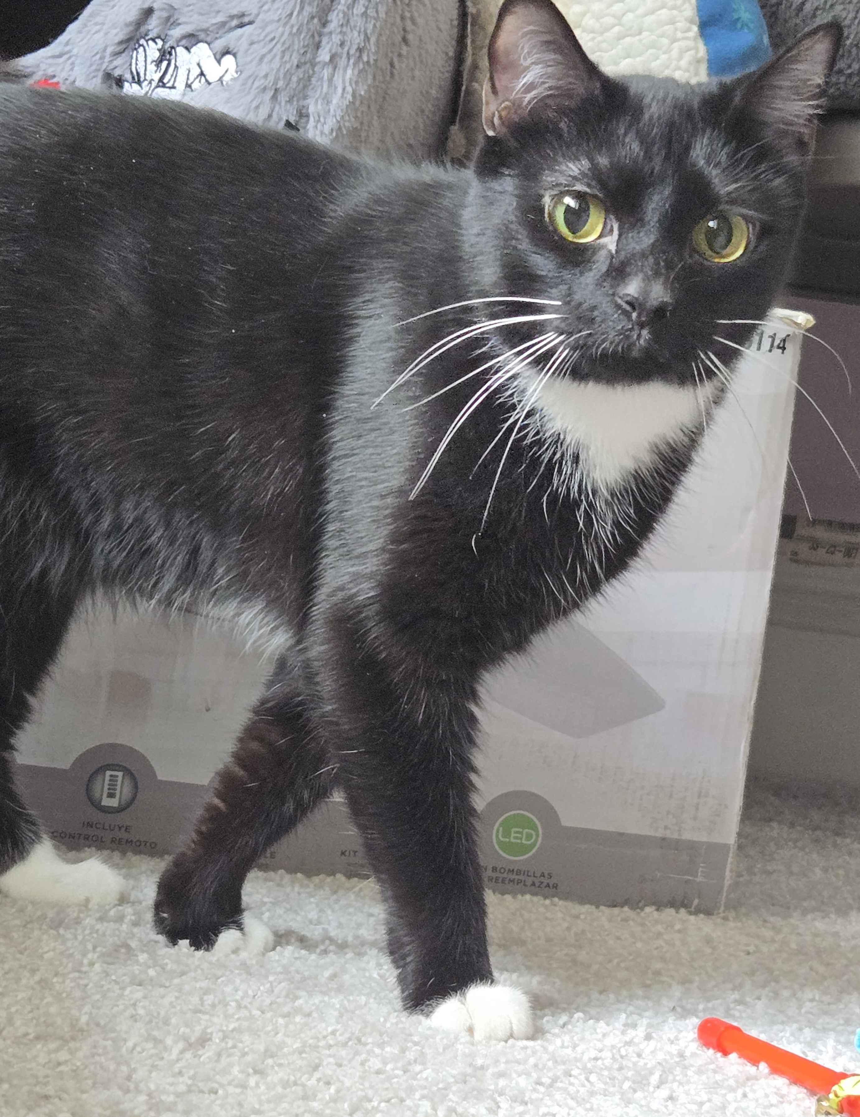 Enlarge Tuxie, a Adoptable Domestic Short Hair in Cincinnati , OH image 4/4