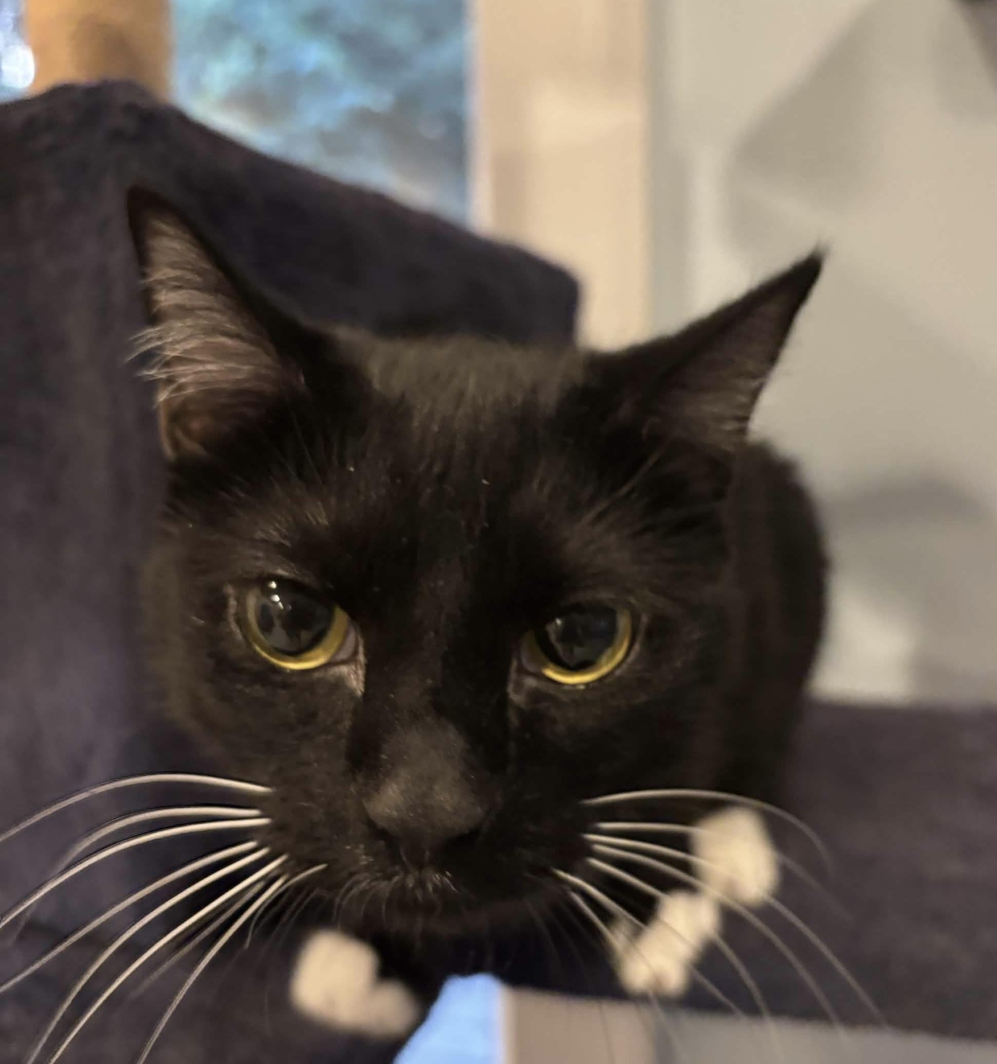 Enlarge Tuxie, a Adoptable Domestic Short Hair in Cincinnati , OH image 3/4