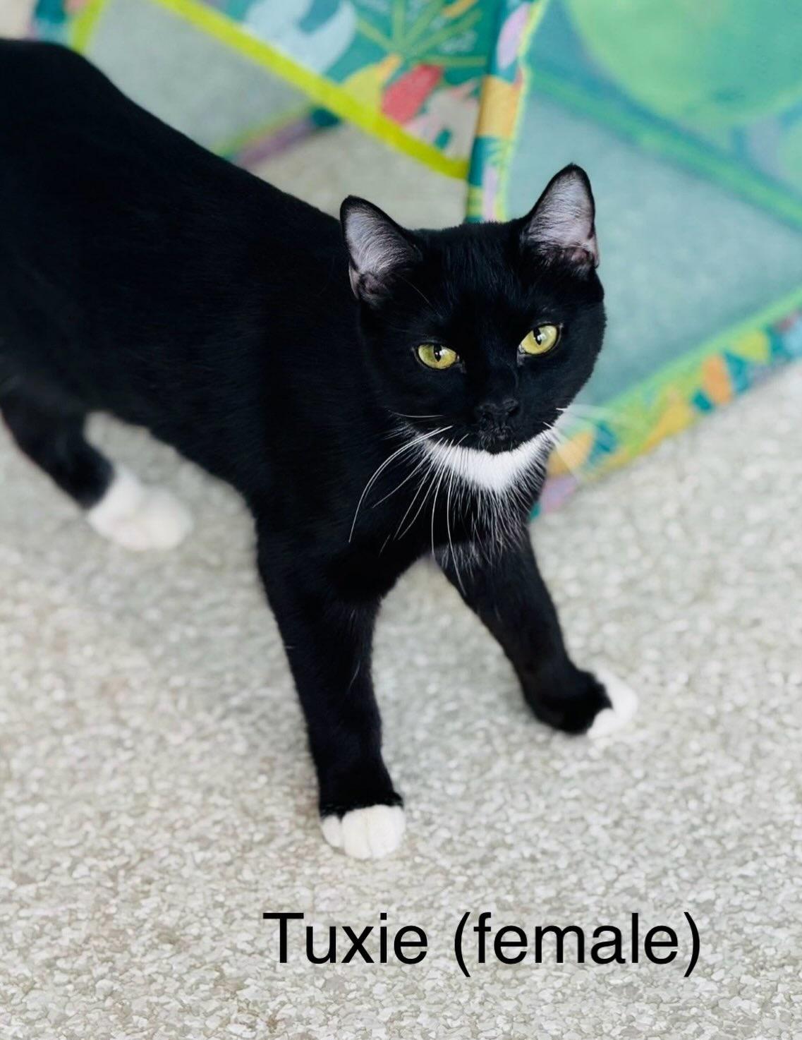 Tuxie, ADOPTABLE, Young Female Domestic Short Hair.