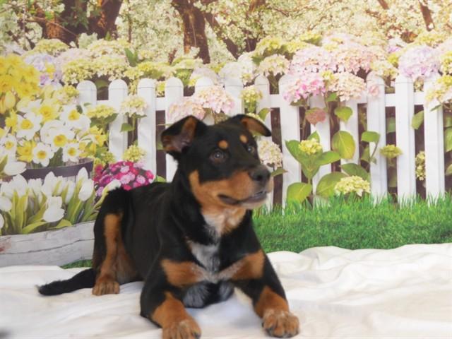 DOC, Adoptable, Young Male Australian Cattle Dog / Blue Heeler & Mixed Breed.