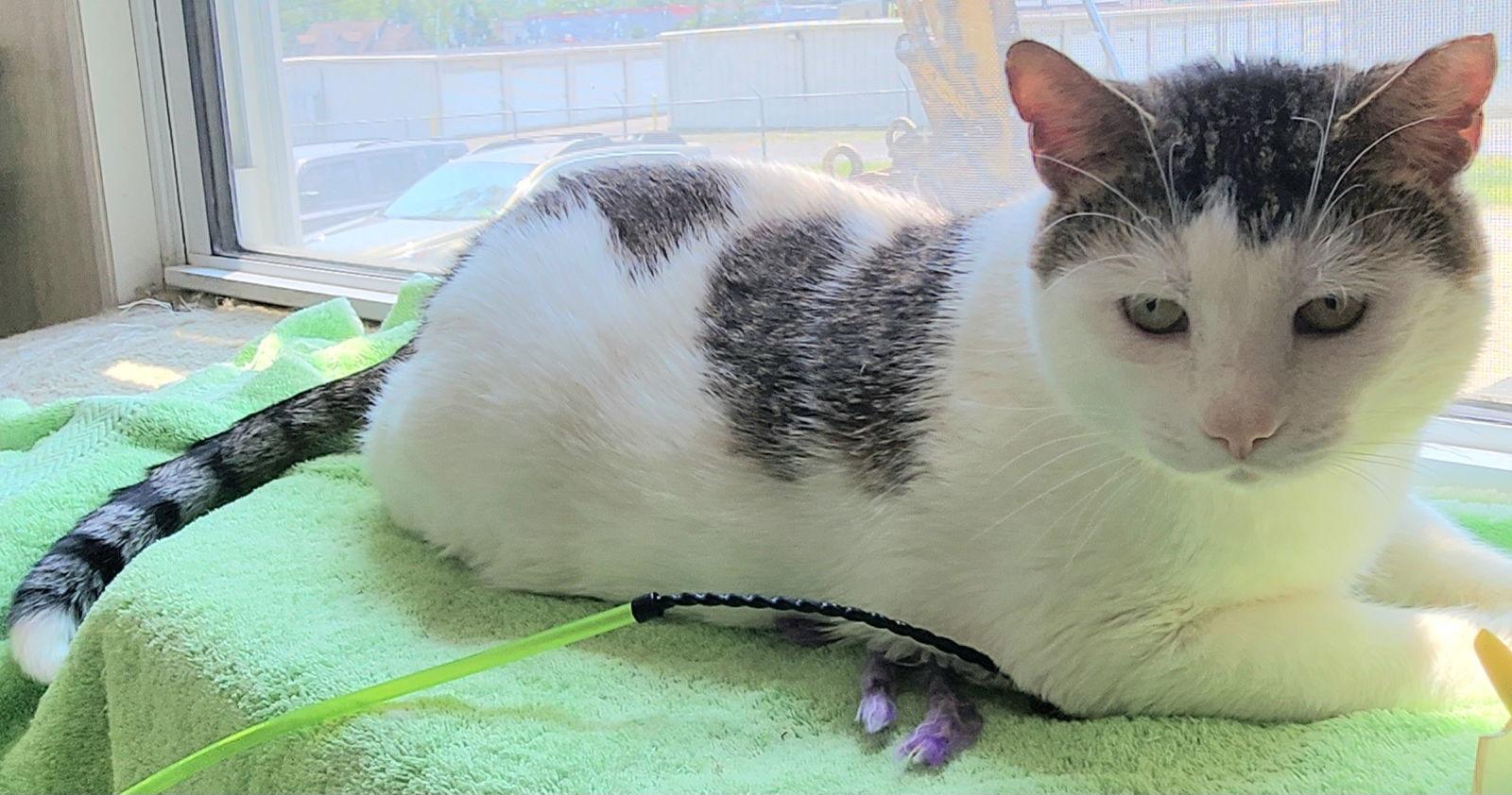 Toby, Adoptable, Adult Male Tabby & Domestic Short Hair.