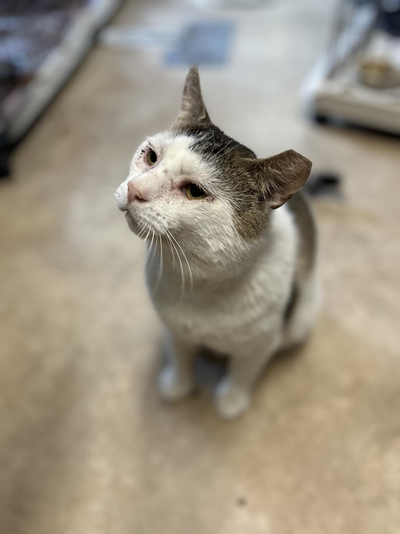 Toby, a Adoptable mixed breed in Berkeley Springs, WV image 2/3