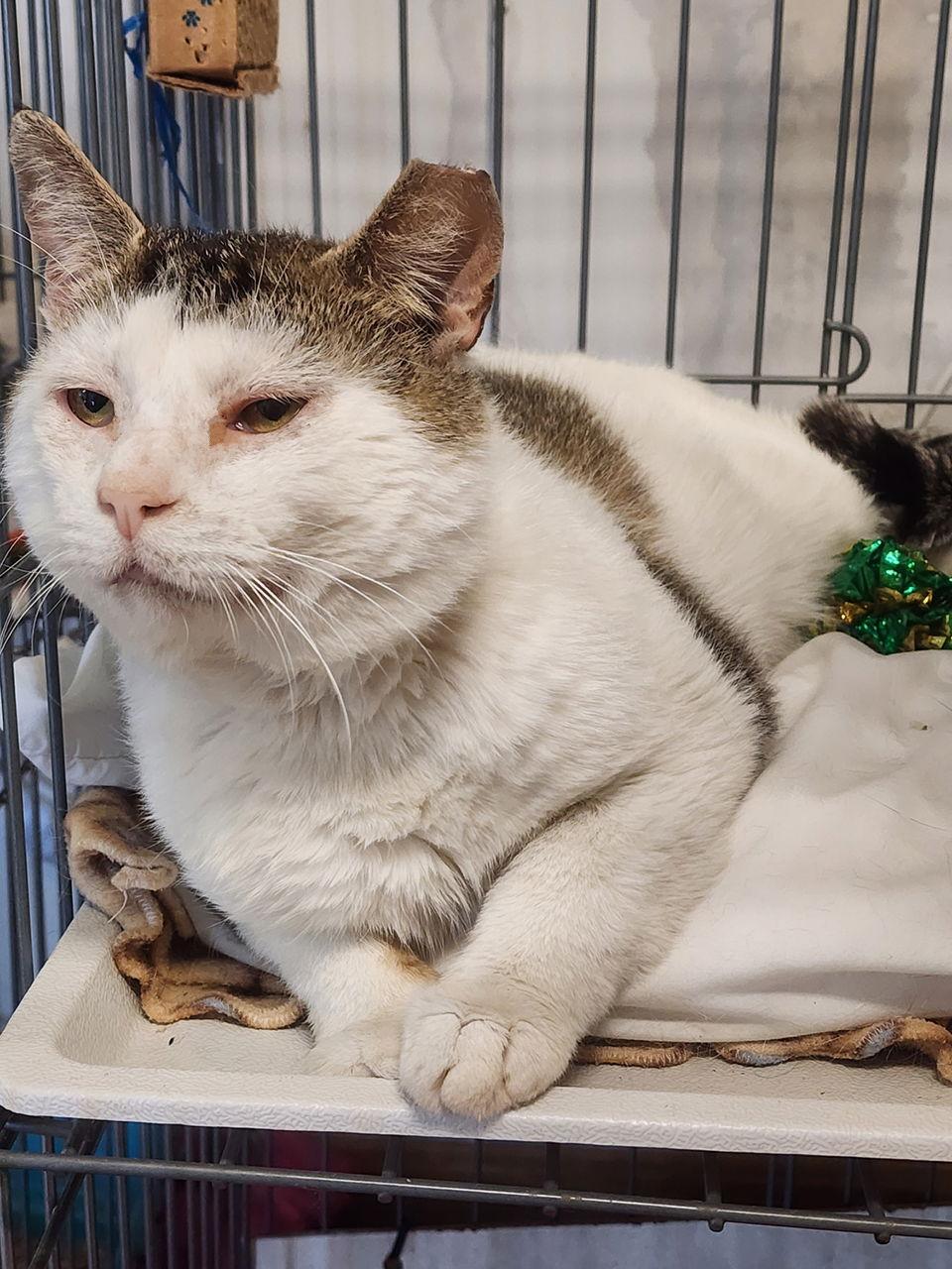 Toby, a Adoptable mixed breed in Berkeley Springs, WV image 3/3