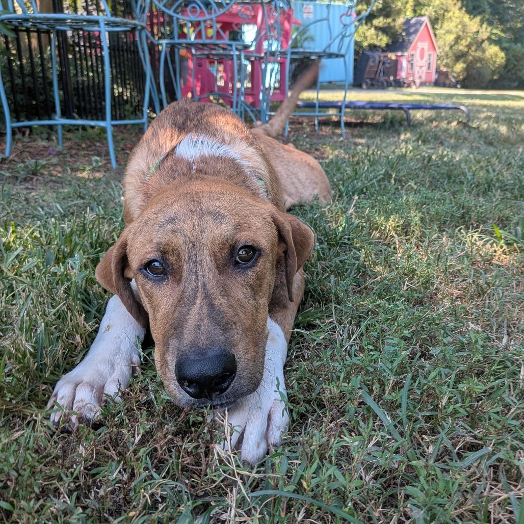 Okhan, Adoptable, Young Male Hound.