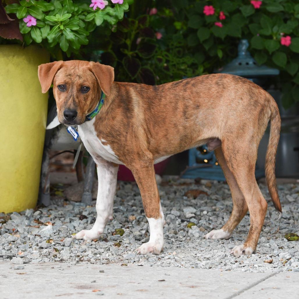Enlarge Okhan, a Adoptable Hound in Wake Forest, NC image 2/5