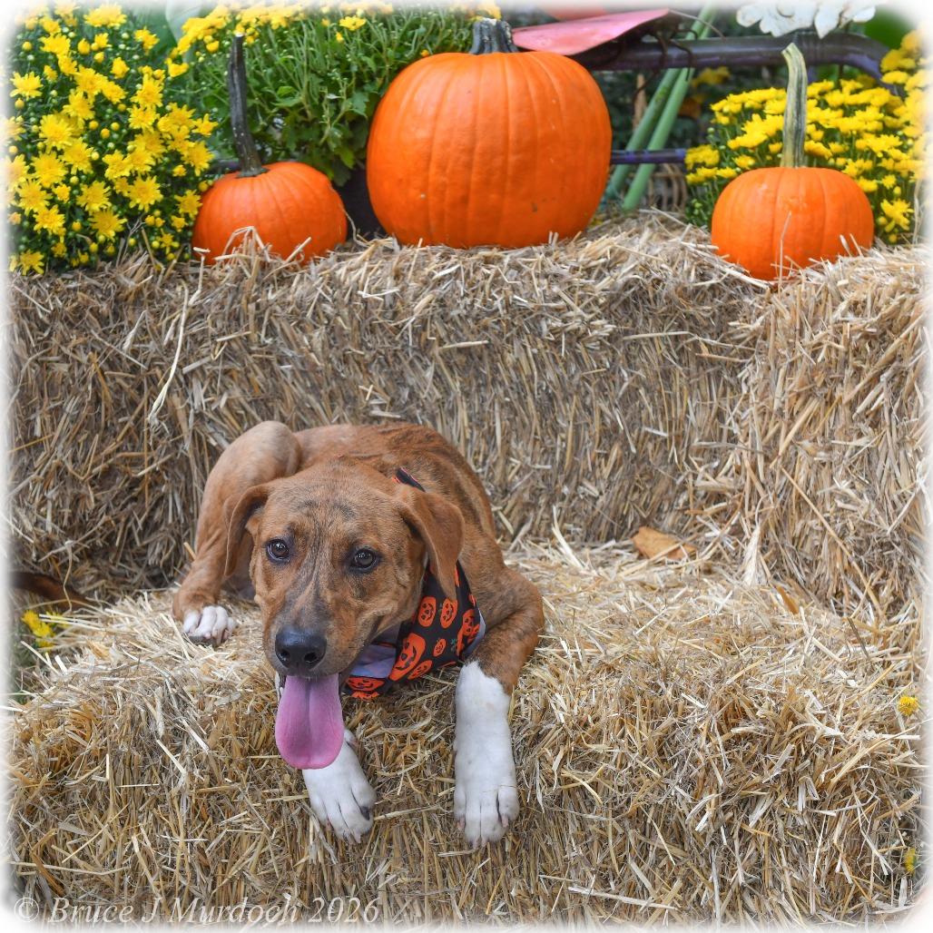 Enlarge Okhan, a Adoptable Hound in Wake Forest, NC image 3/5