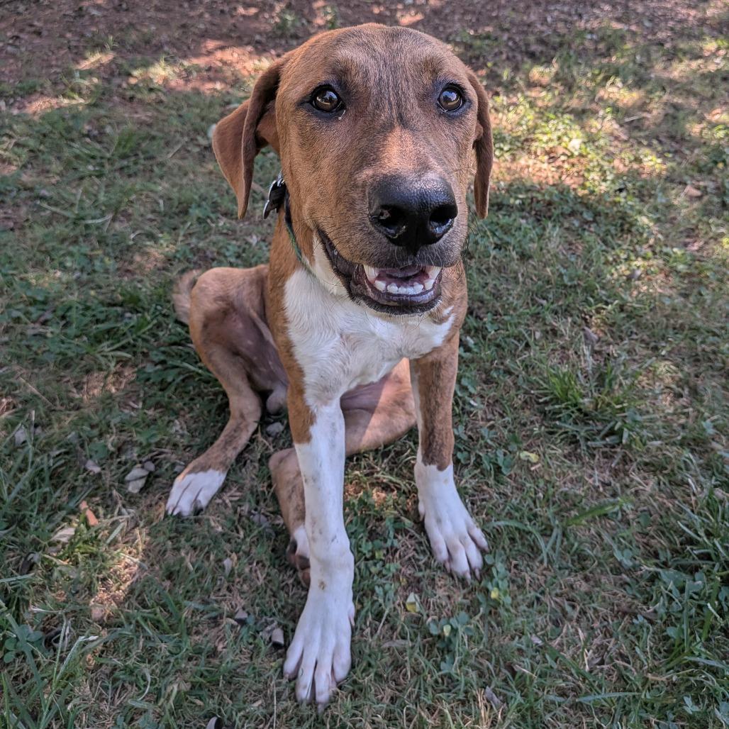 Enlarge Okhan, a Adoptable Hound in Wake Forest, NC image 4/5