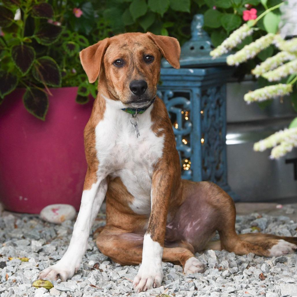 Enlarge Okhan, a Adoptable Hound in Wake Forest, NC image 5/5