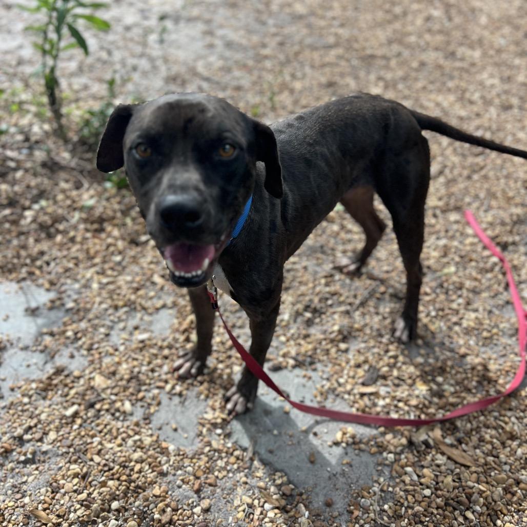 Enlarge Cole, a Adoptable Mixed Breed in Sarasota, FL image 1/6
