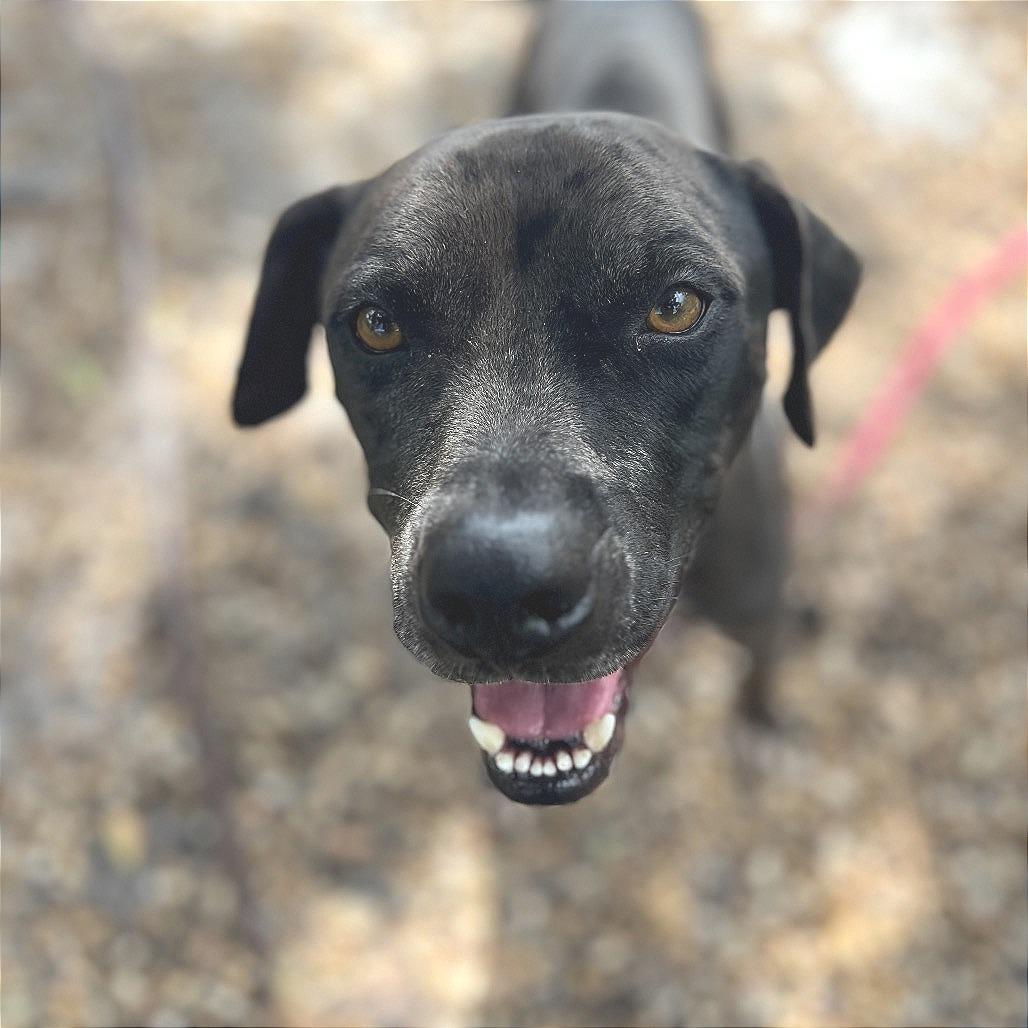 Enlarge Cole, a Adoptable Mixed Breed in Sarasota, FL image 3/6