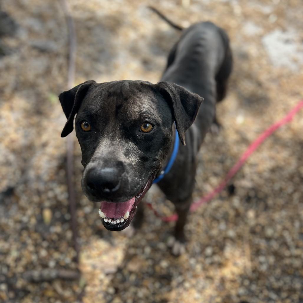 Enlarge Cole, a Adoptable Mixed Breed in Sarasota, FL image 5/6
