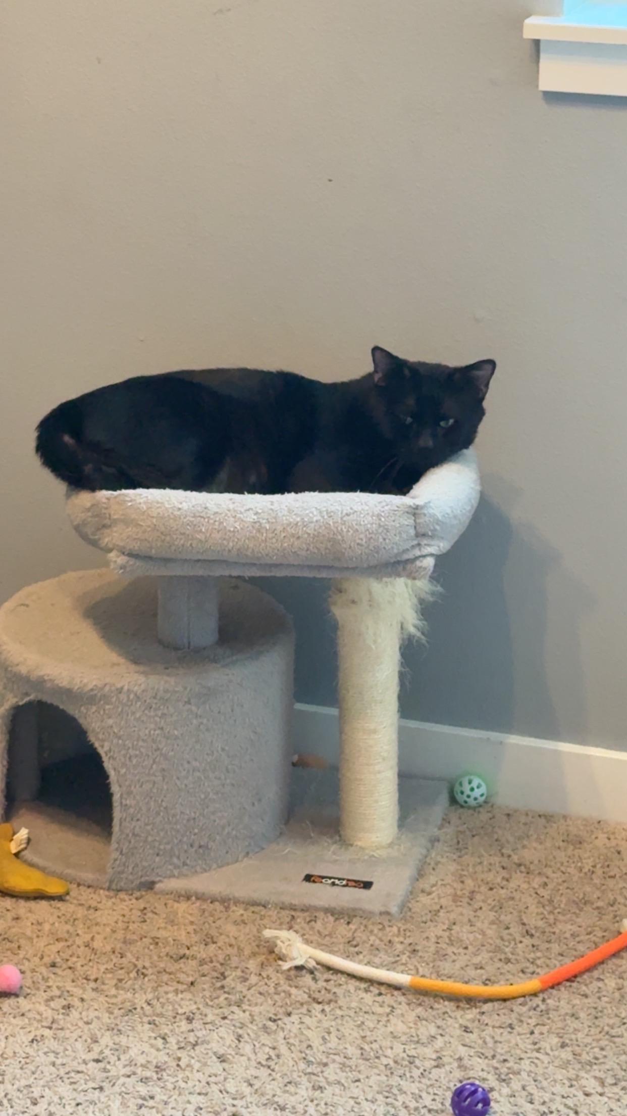 Enlarge Cosmo, a ADOPTABLE Domestic Short Hair in Rochester, WA image 2/3