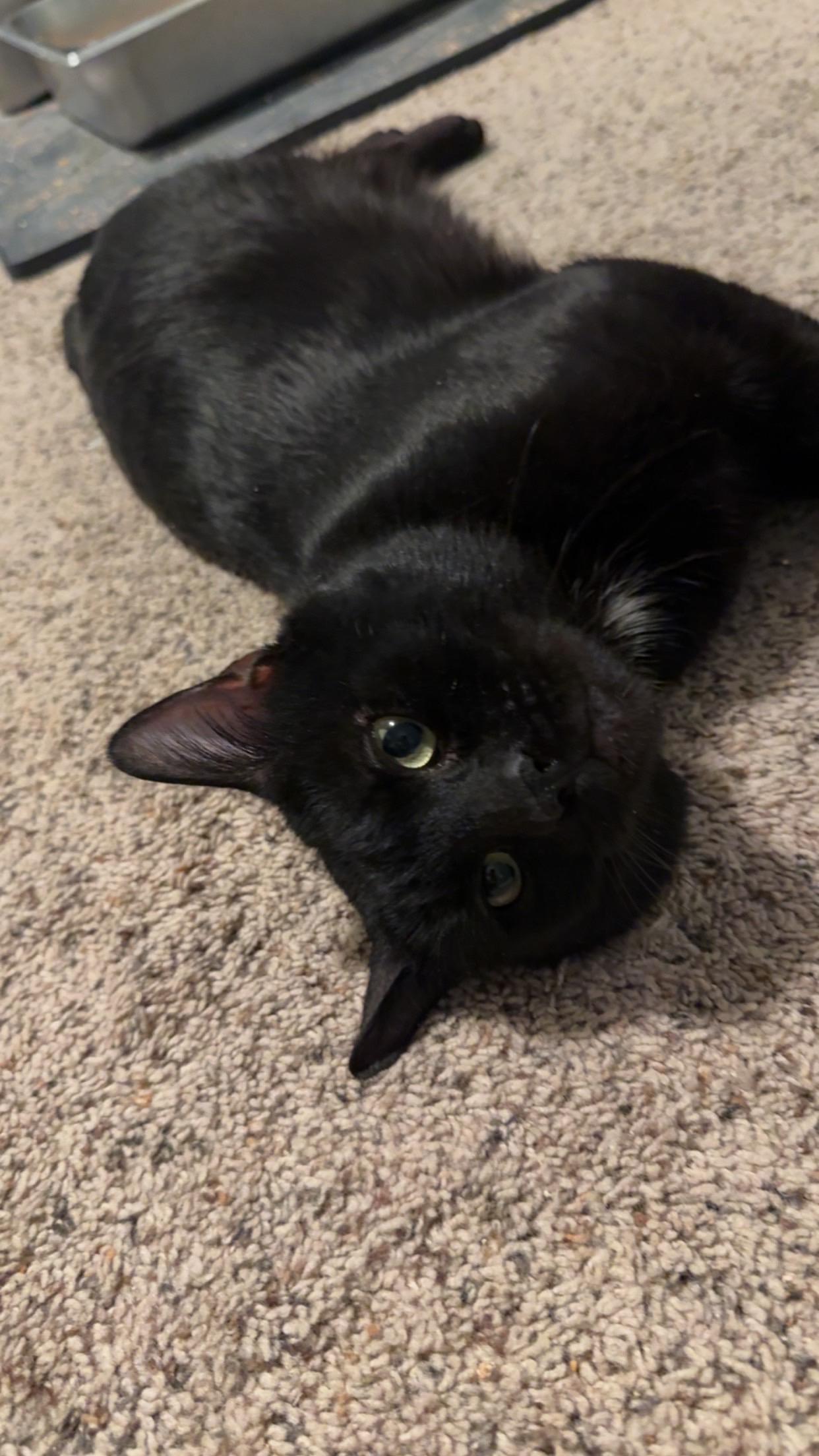 Enlarge Cosmo, a ADOPTABLE Domestic Short Hair in Rochester, WA image 1/3