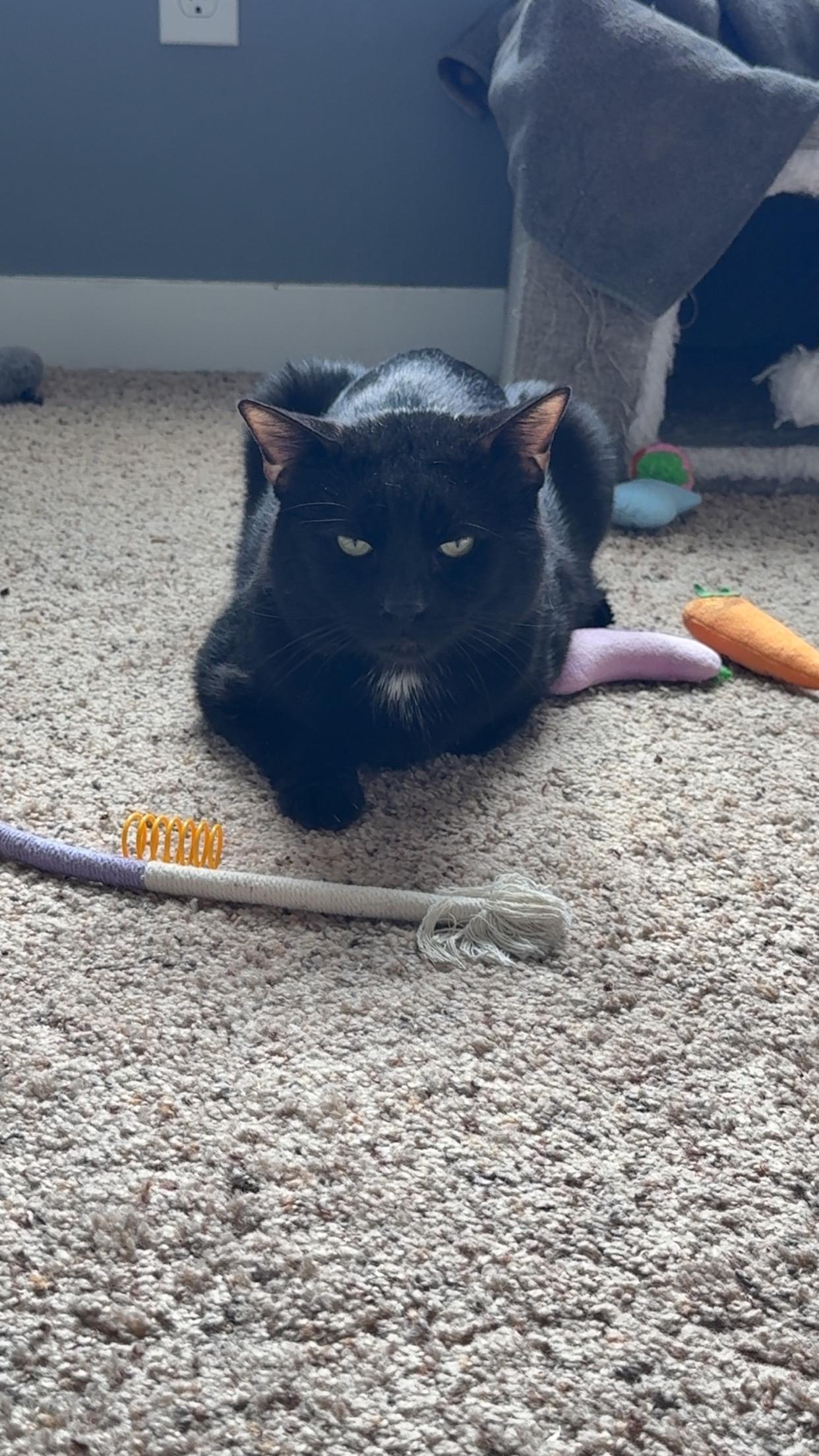 Enlarge Cosmo, a ADOPTABLE Domestic Short Hair in Rochester, WA image 3/3