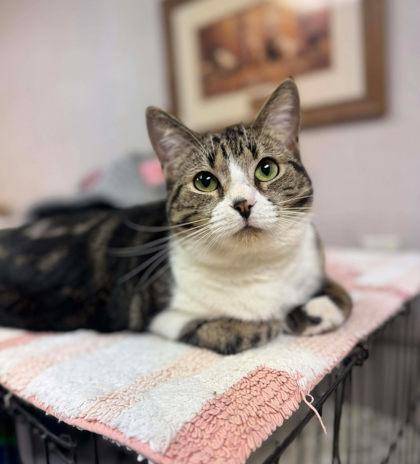 Enlarge Cara, a Adoptable mixed breed in Visalia, CA image 1/3