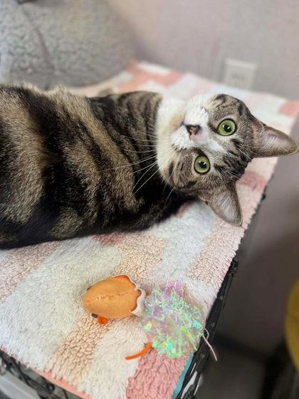 Enlarge Cara, a Adoptable mixed breed in Visalia, CA image 2/3