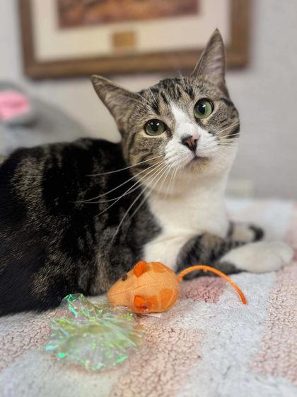 Cara, a Adoptable mixed breed in Visalia, CA image 2/3
