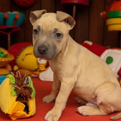 Enlarge QUESO, a Adoptable Pit Bull Terrier in Clinton Township, MI image 1/1
