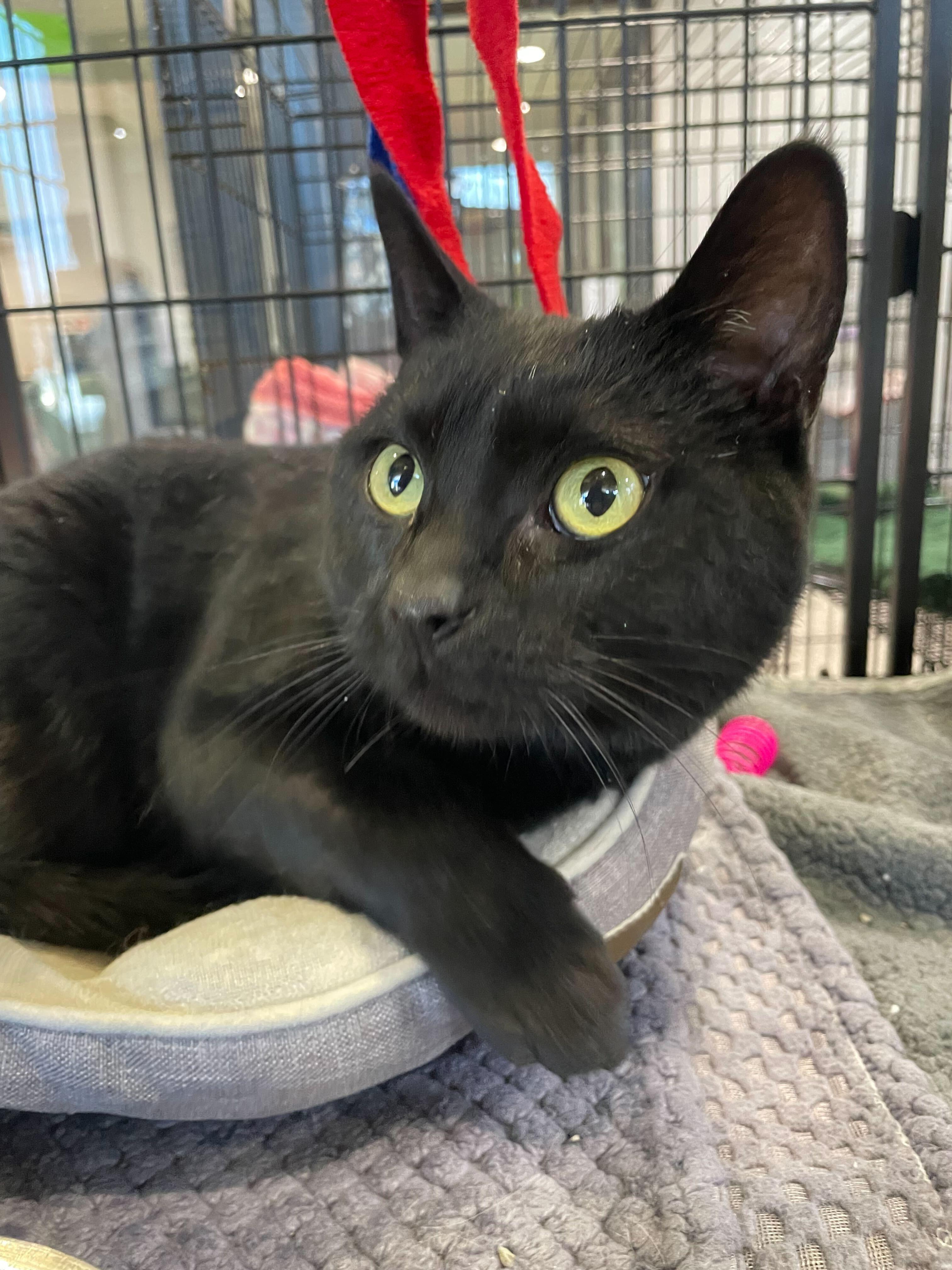 Enlarge Saturn, a ADOPTABLE Domestic Short Hair in Jackson, MI image 1/5